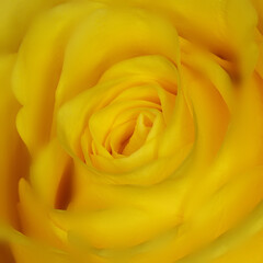 A beautiful yellow rose macro in soft focus for a valentine