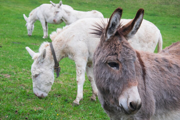 Albino Esel und grauer Esel Wiese