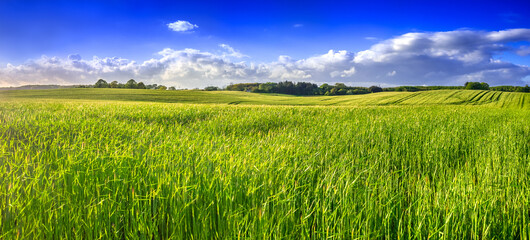 Green under blue sky