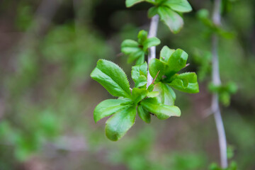 Nahaufnahme Bgrünes Blatt in Tirol
