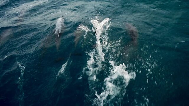 Tracking And Panning A Pod Of Dolphins As They Quickly Swim And Jump Near The Ocean Surface, With Bright Sunlight Reflected Off The Choppy Sea - Cape York, Australia