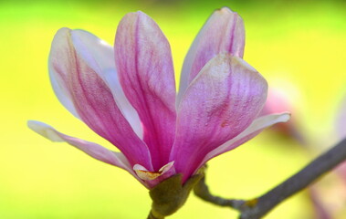 Fein gemaserte, pinke Magnolienblüte