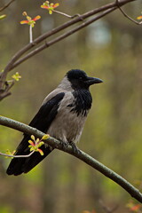Obraz premium A crow on the branches of a tree in a spring city park.