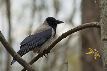 A crow on the branches of a tree in a spring city park.