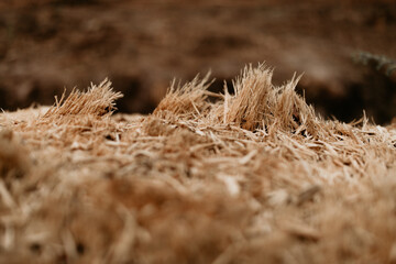 Tree trunk closeup. Cut and torn wood detail of illegal deforestation. 