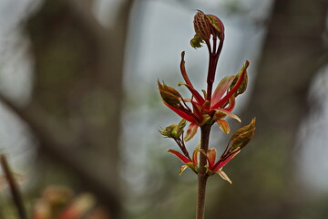 Blooming buds of spring trees.