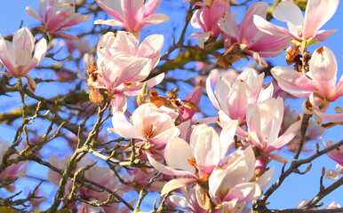 Baum mit üppigen, pinkfarbigen Magnolienblüten  vor strahlend blauem Himmel