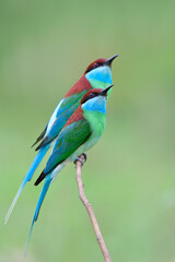 Beautiful pair of Blue-throated bee-eater (Merops viridis) look up for flying bee, wasp or dragonfly in the air while breeding season