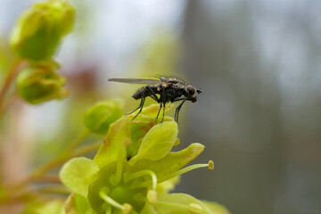 Close-ups of Nature (Macro)
