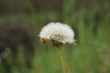 flowers and plants and their beauty