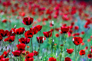 Red poppy flowers ina meadow