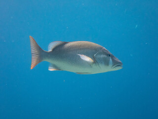 Fototapeta premium Dog Snapper