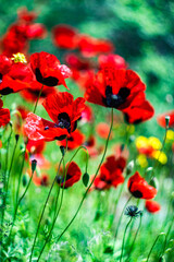 Obraz premium Red poppy flowers ina meadow