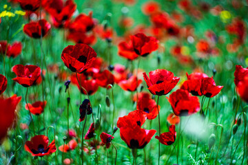 Fototapeta na wymiar Red poppy flowers ina meadow