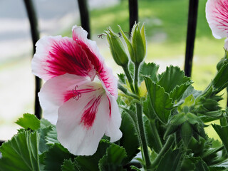 Geraniums Grandiflora, pelargonium