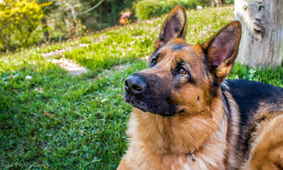 German shepherd looking closely