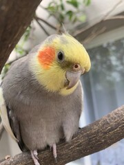 yellow crested cockatoo