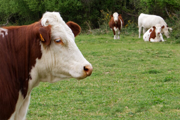 Vache laitière de profil