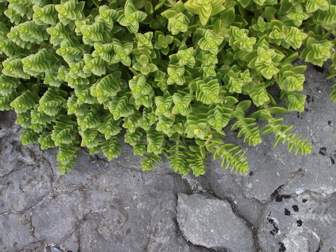Wild green plants form intricate recursive patterns against a stone background.