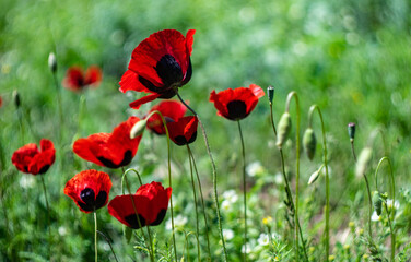 Red poppy flowers ina meadow