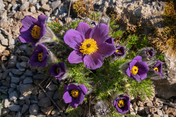 Küchenschelle Kuhschelle Pulsatilla Blume Lila