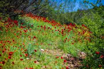 Red poppy flowers ina meadow