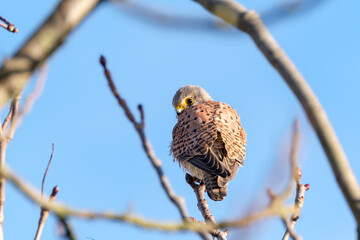 Auge in Auge mit dem Turmfalke