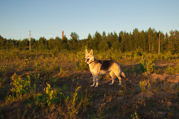 Mongrel dog standing in a field