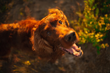 red dog Irish setter in summer, in the Park on the grass