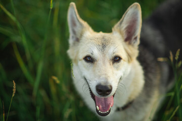 Mongrel dog standing in a field