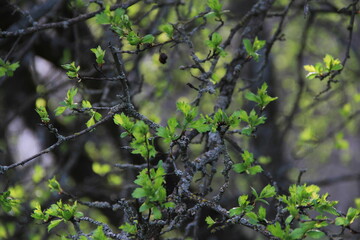 green leaves on the tree
