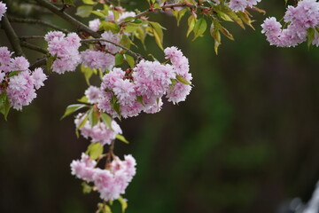 Garten mit Kirsch Blüte, Prunus serrulata Kanzan