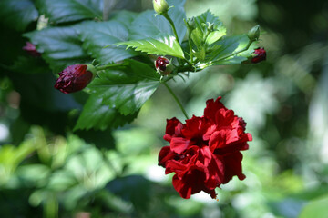 red flower in the garden