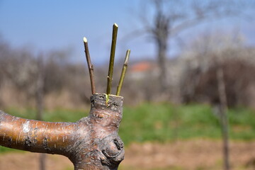Grafting apple tree in spring