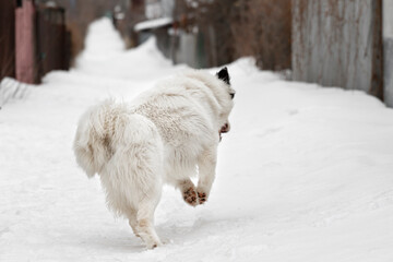 Running away from the camera on a snow-covered street in winter, a thoroughbred dog breeds a Yakut husky of white color with a black ear in the private sector against the backdrop of snow and fences.