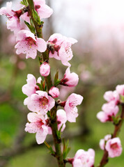 Blooming peaches pink flowers macro