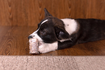 A beautiful little funny dog with a bone, a breed of corgi cardigan