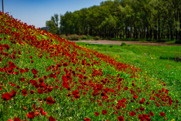 Red poppy flowers ina meadow