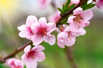 Obraz premium Pink Peach Blossoms Close Up