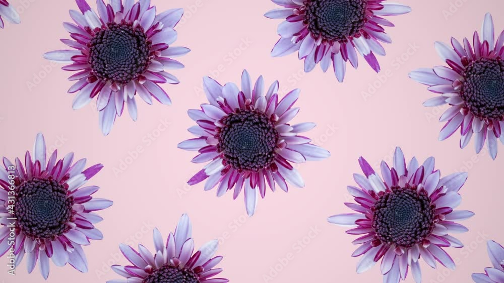 Poster pink chrysanthemum on a pink background animated pattern. simple floral seamless loop concept animat