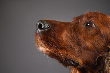 Portrait of Irish setter on black background