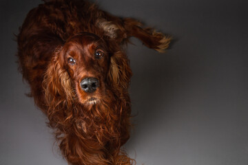 Portrait of Irish setter on black background