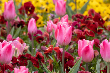 colorful fresh pink tulips in a bed of spring flowers blurred background