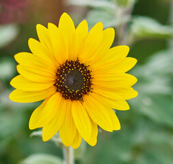 Helianthus annuus flower grows in the garden