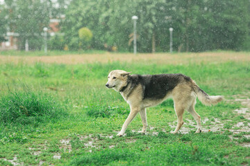 Dog in the field in the rain.