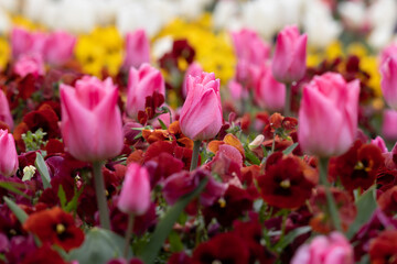 Naklejka premium colorful fresh pink tulips in a bed of spring flowers blurred background