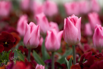 colorful fresh pink tulips in a bed of spring flowers blurred background