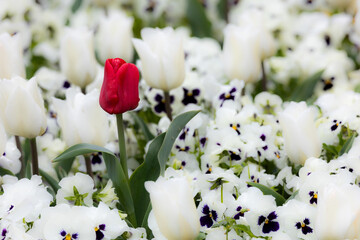 colorful fresh solitaire red tulip in a bed of white spring flowers blurred background