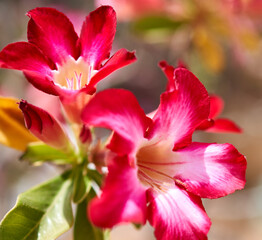 Adenium obesum flower grows in the garden