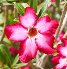 Adenium obesum flower grows in the garden